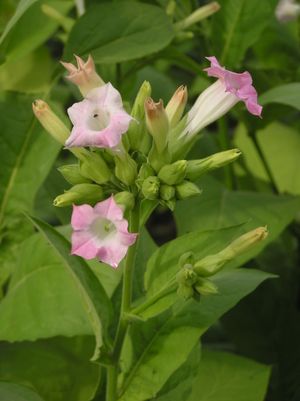 재배된 담배인 Nicotiana tabacum의 꽃과 잎