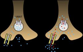 메스암페타민 약력학 그림