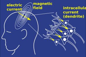 뇌에서 자기장이 생성되는 원리에 대한 도식
