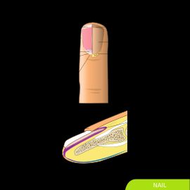 인간 손톱의 기본적인 부분 해부학