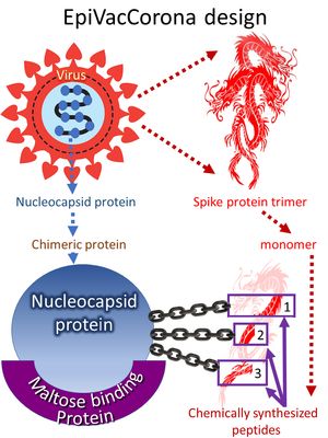 에피박코로나 항원의 기원