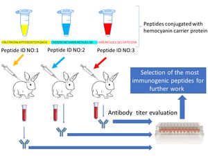 에피박코로나 설계용 토끼의 면역원성 펩타이드 선별