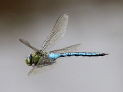 잠자리의 날개 형상은 평면으로 거친 표면을 가지고 있어 낮은 레이놀즈 수에서 높은 비행 능력을 보인다