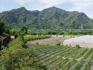 난터우현의 농업