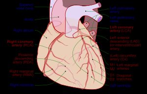 관상동맥(빨간색 글씨로 표시)과 기타 주요 구조물(파란색 글씨로 표시). LCX는 오른쪽에 표시되어 있다.