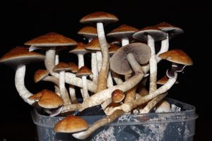 실로시빈 버섯 재배 기술 정보가 늘어나면서 아마추어들도 실험 장비 없이 Psilocybe cubensis(사진) 등을 재배할 수 있게 되었다.