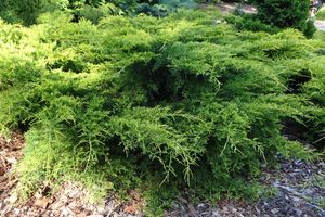 향나무 × pfitzeriana ‘Gold Coast’