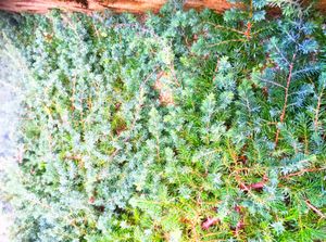 해변 향나무의 원예 품종; 블루 퍼시픽