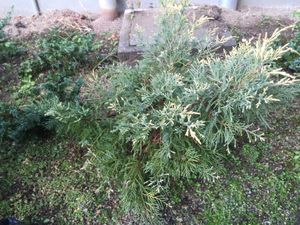 피처 향나무 '올드 골드'