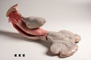 포유류 비뇨생식기계의 교육용 모델.