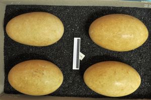 큰고니 알, 비스바덴 박물관 컬렉션