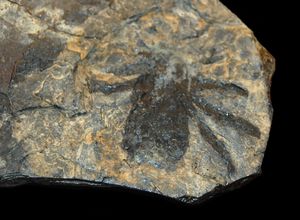 화석 Kreischeria (Trigonotarbida)