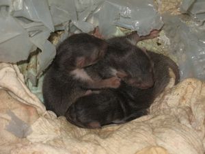 오를린치 마을(불가리아)의 농가 부속 건물에 있는 바위담비 새끼들