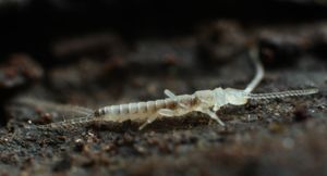 좀붙이목에 속하는 곤충