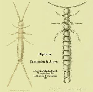 Campodea(Campodeidae)와 Japyx(Japygidae)의 해부학