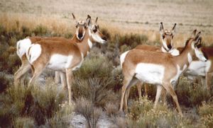 오리건주 포트 록에 있는 가지뿔영양