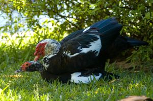 수컷 사향오리는 교미 중에 일반적으로 암컷을 제압한다.