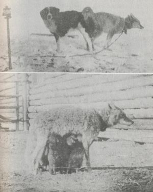 개와 코요테가 교미하여 개코요테 잡종을 낳는다.