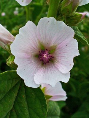 접시꽃속의 약용 마시멜로 (Althaea officinalis)