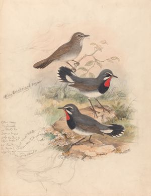 존 굴드의 Calliope Tschebaiswi Prjer (Thrush Family)