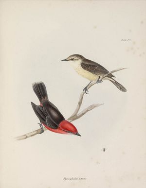 찰스 다윈이 편집한 비글호 항해의 동물학 3부에 실린 Pyrocephalus nanus (1838-1842)