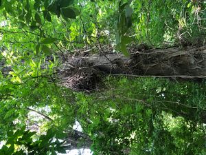 유라시아 까치가 만든 둥지