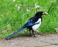 땅콩을 먹는 유라시아까치