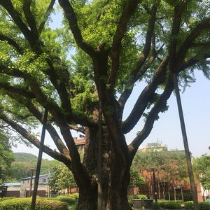 방학동 은행나무