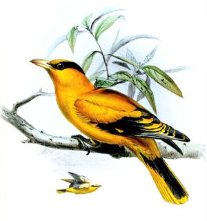 O. c. broderipii 삽화 (1850)