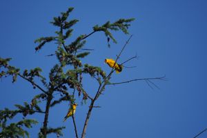 한국의 여름 철새