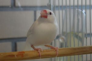 일본 야토미의 흰색 문조(백문조)