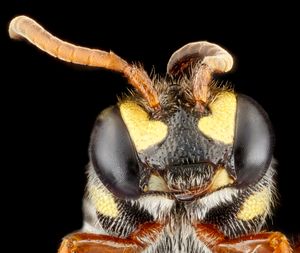 벌의 Nomada 종의 머리