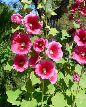 접시꽃(Alcea rosea)은 아욱과의 흔한 정원 식물이다.