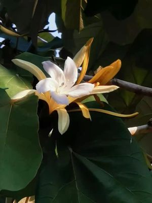 익수화(Pterospermum acerifolium)