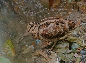 유라시안 멧도요 (Eurasian Woodcock), 망푸(Mangpoo), 다즐링(Darjeeling), 웨스트 벵골(West Bengal)