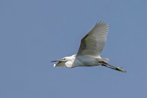 비행 중인 쇠백로, 키프로스