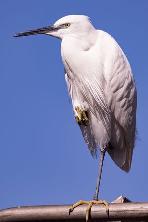 다리 하나로 서 있는 쇠백로, 이스라엘 갈릴리 호수