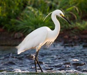 호주 노던 준주의 E. g. immaculata