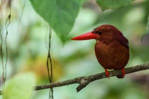 인도네시아 술라웨시의 붉은물총새
