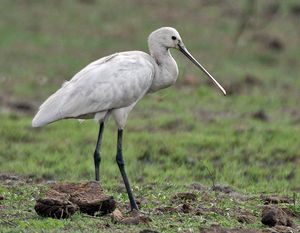 유라시아넓적부리 (Platalea leucorodia) in India