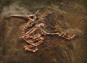 독일 메셀 채굴장에서 발견된 줄기군에 속하는 저어새 Rhynchaeites