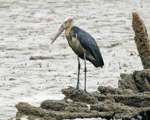 작은황새는 대부분의 황새와 달리 해양 서식지에서 먹이를 찾는다.