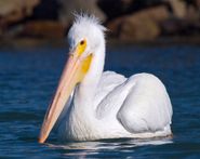 아메리카흰사다새