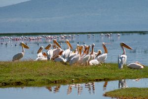 큰흰사다새 loafing in Kenya