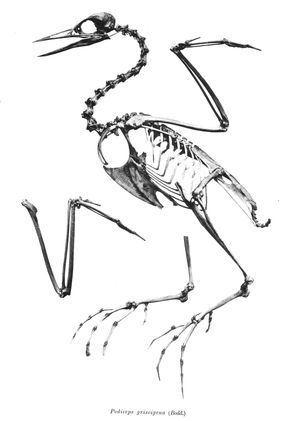 붉은목논병아리(Podiceps grisegena)의 골격. 골반대가 흉골보다 크다는 것에 주목하라.