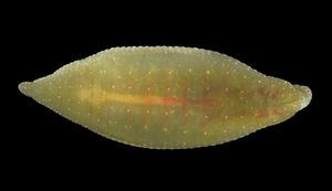 거머리 속 Theromyzon은 논병아리의 비강에서 발견된 외부 기생충이다.