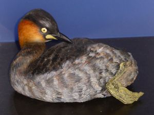 알라오트라논병아리