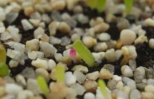 백색증 Rebutia 묘목. 두 묘목은 같은 나이지만, 백색증 묘목은 씨앗의 저장 물질이 고갈되면서 성장을 멈췄다.