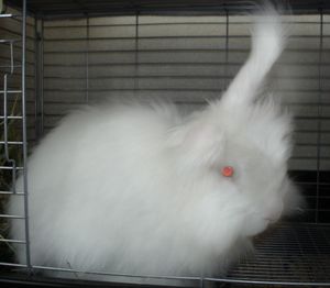 일본 앙고라 (2009년 8월)