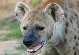 암컷 하이에나의 클로즈업, 크루거 국립공원, 남아프리카 공화국